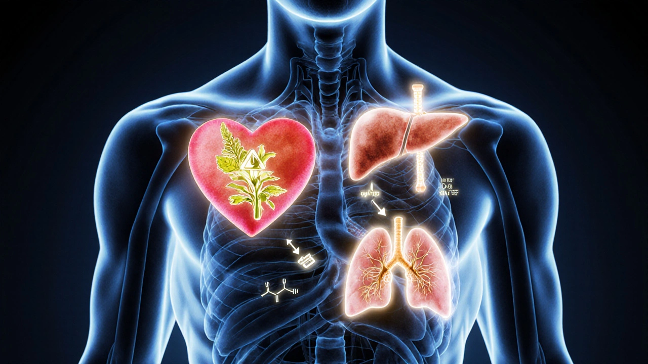 Схематичное изображение тела с травами, взаимодействующими с органами, в стиле водяных красок.